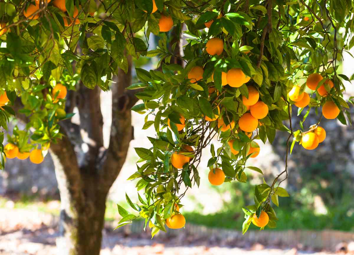 اجازه برداشت میوه نارنج در خیابانهای بابل برای عموم مردم صادر شد